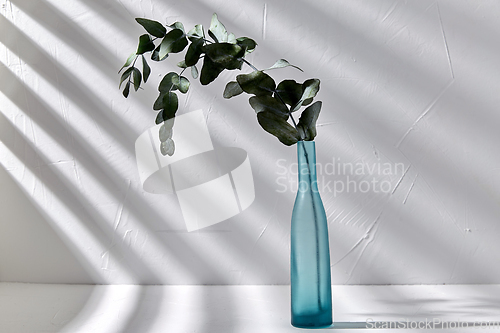 Image of eucalyptus branch in glass vase on white table