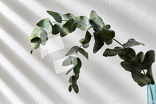 Image of eucalyptus branch in glass bottle on white table