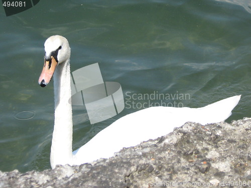 Image of A swan