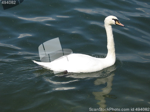 Image of A swan