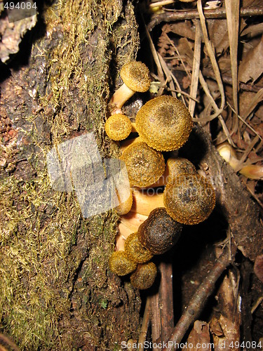 Image of Little snails