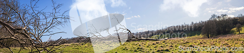 Image of Large branch on a green meadow in a panorama