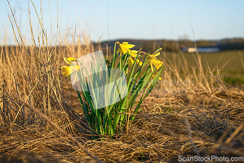 Image of Daffodils on a dry meadow in the early spring
