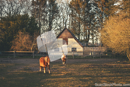 Image of Horses outside a farm on a fenced field