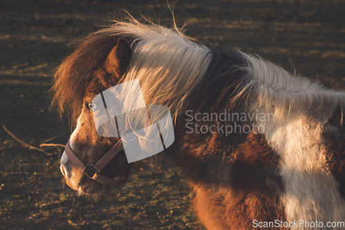 Image of Horse in the autumn sun on a field