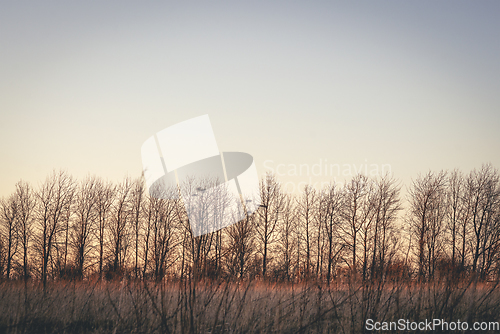 Image of Tree top silhouettes at dawn