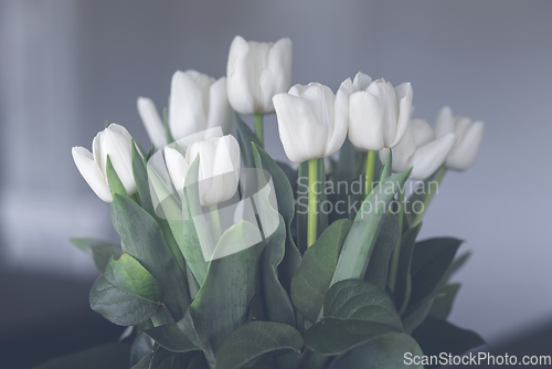 Image of White tulips flowers on green stalks
