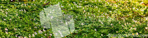 Image of Panorama of white anemones in the forest