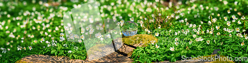 Image of White anemone flowers around a crystal orb