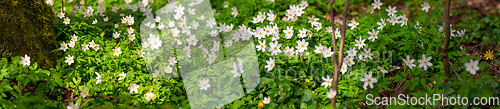 Image of White anemones on the forest floor