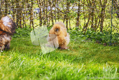 Image of Silkie hens in a rural backyard garden