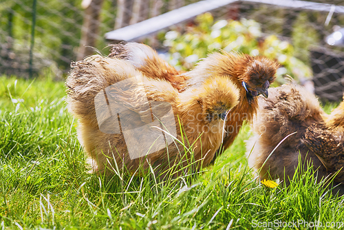 Image of Brown Silkie chickens on a rural green lawn