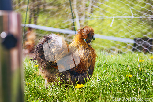 Image of Silkie cockerel in rural surroundings