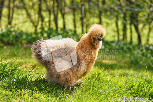 Image of Silkie chicken in a rural garden