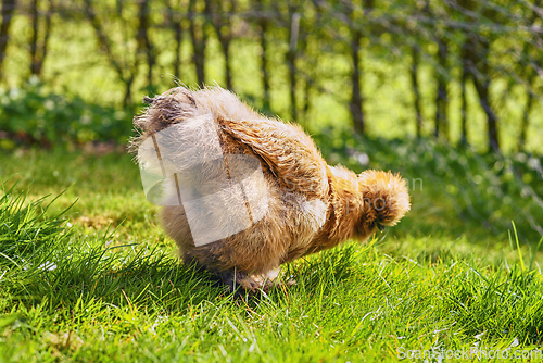 Image of Silkie hen looking for food