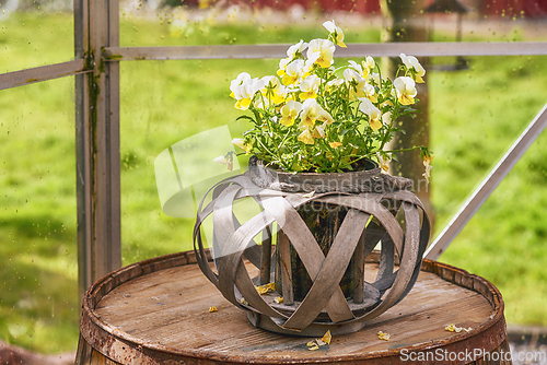 Image of Viola flowers in a flowerpot on a barrel