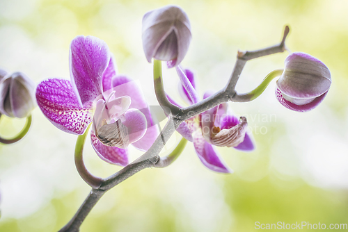 Image of Purple orchid flowers on a fresh green background