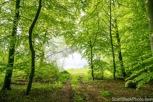 Image of Green beech forest in the spring with a nature trail