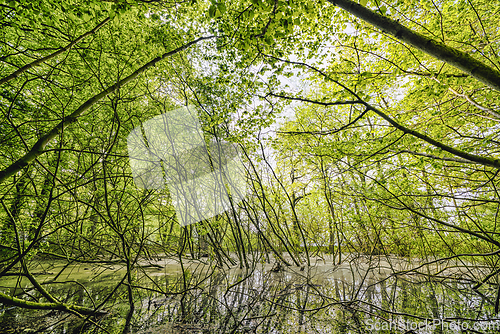 Image of Swamp in a green forest with beech trees