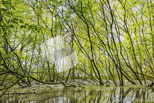 Image of Green beech branches in a forest swamp