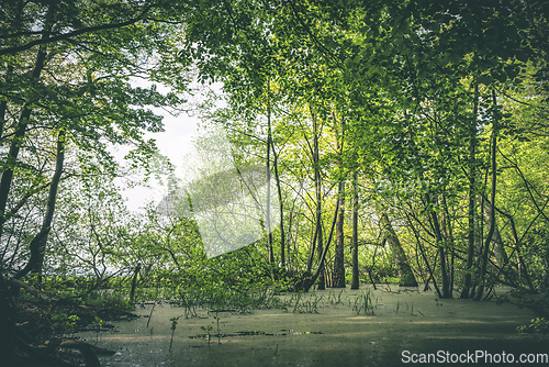 Image of Idyllic forest swamp with fresh green trees