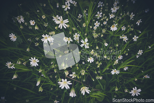 Image of White anemone flowers seen from above