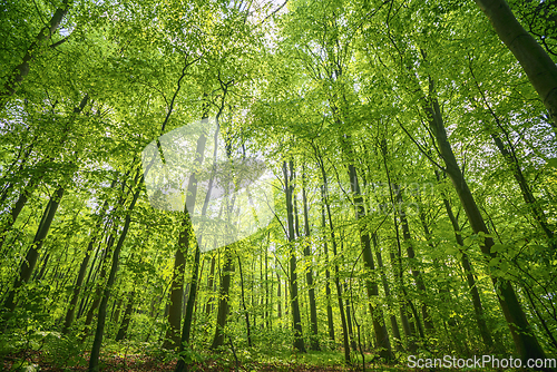 Image of Green beech forest in the spring in vibrant colors