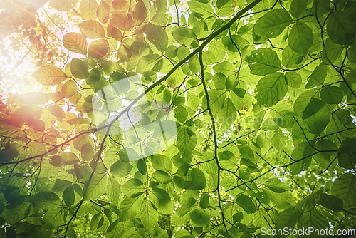 Image of Fresh green beech leaves in the springtime
