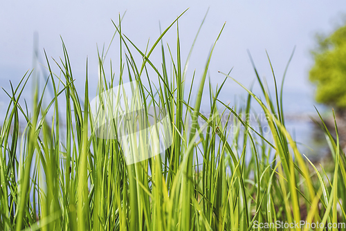 Image of Tall green grass straws in the spring