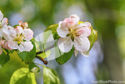 Image of White apple tree flowers on a branch