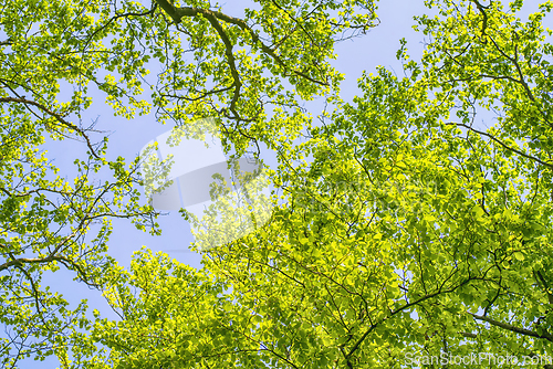 Image of Beech trees with vibrant green leaves