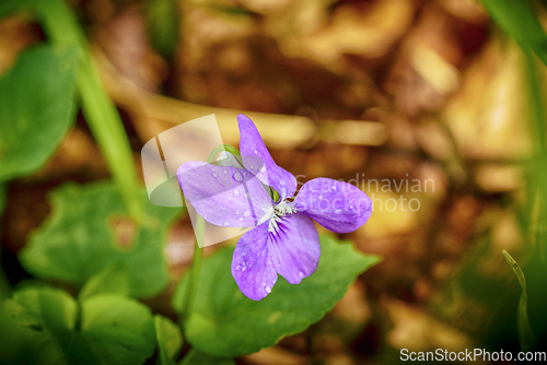 Image of Purple wildflower in the forest