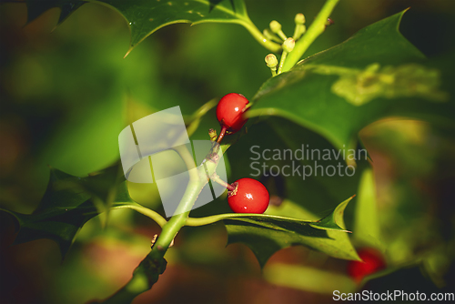 Image of English holly tree with red berries