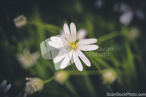 Image of White wildflower in a green forest in the spring