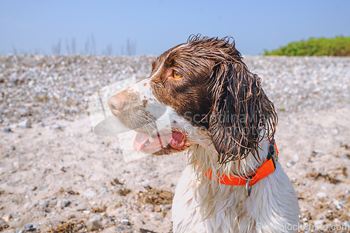 Image of Dog with wet fur and an orange collar