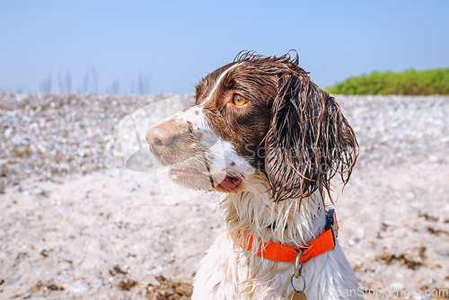 Image of Springer spaniel dog with wet fur by a beach