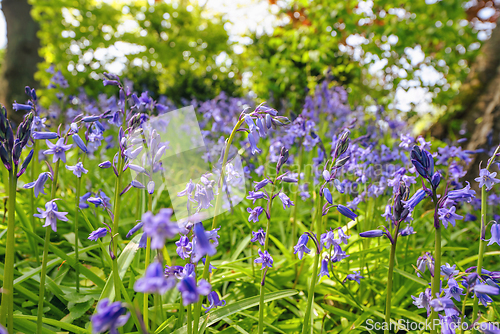 Image of Bluebell flowers on a wild meadow