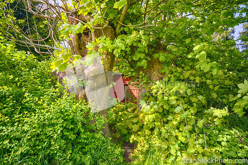 Image of Red house covered with green plants