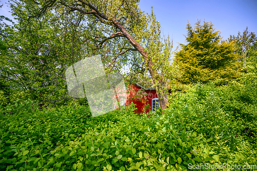 Image of Red summer cabin in an overgrown garden