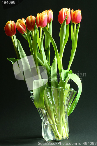 Image of tulips