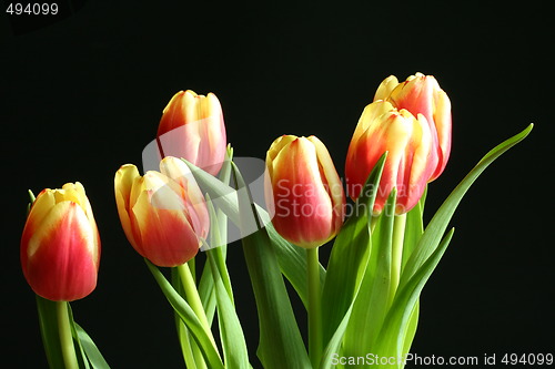 Image of tulips