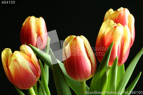 Image of tulips