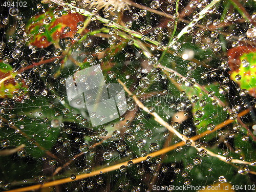 Image of Spider drops