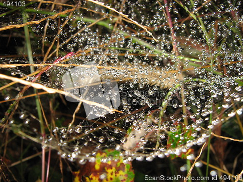 Image of Spider drops