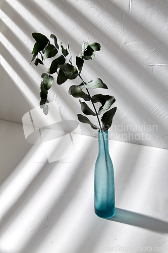 Image of eucalyptus branch in glass vase on white table