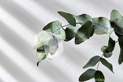 Image of green eucalyptus branch over white background