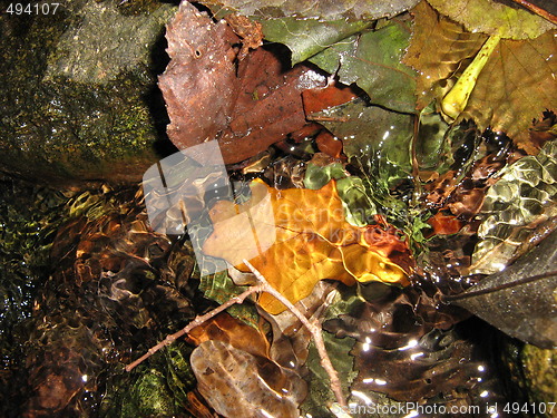 Image of Autumn detail