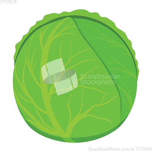 Image of Cabbage icon