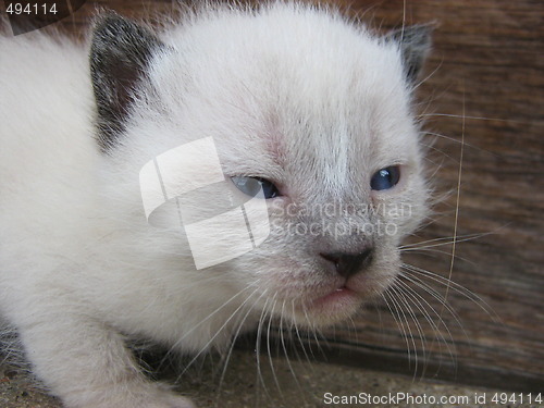 Image of White tiger