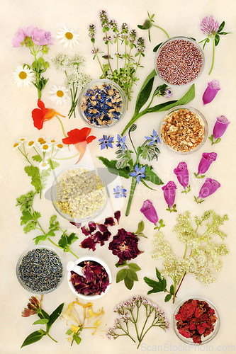 Image of Edible Flowers Herbs and for Alternative Herbal Medicine 